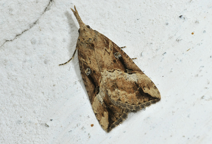 Hypena (Hypena) obsitalis svernante